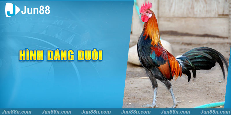 Hình dáng đuôi